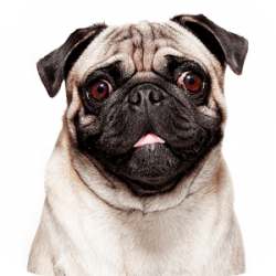 What You Feed Your Pug?